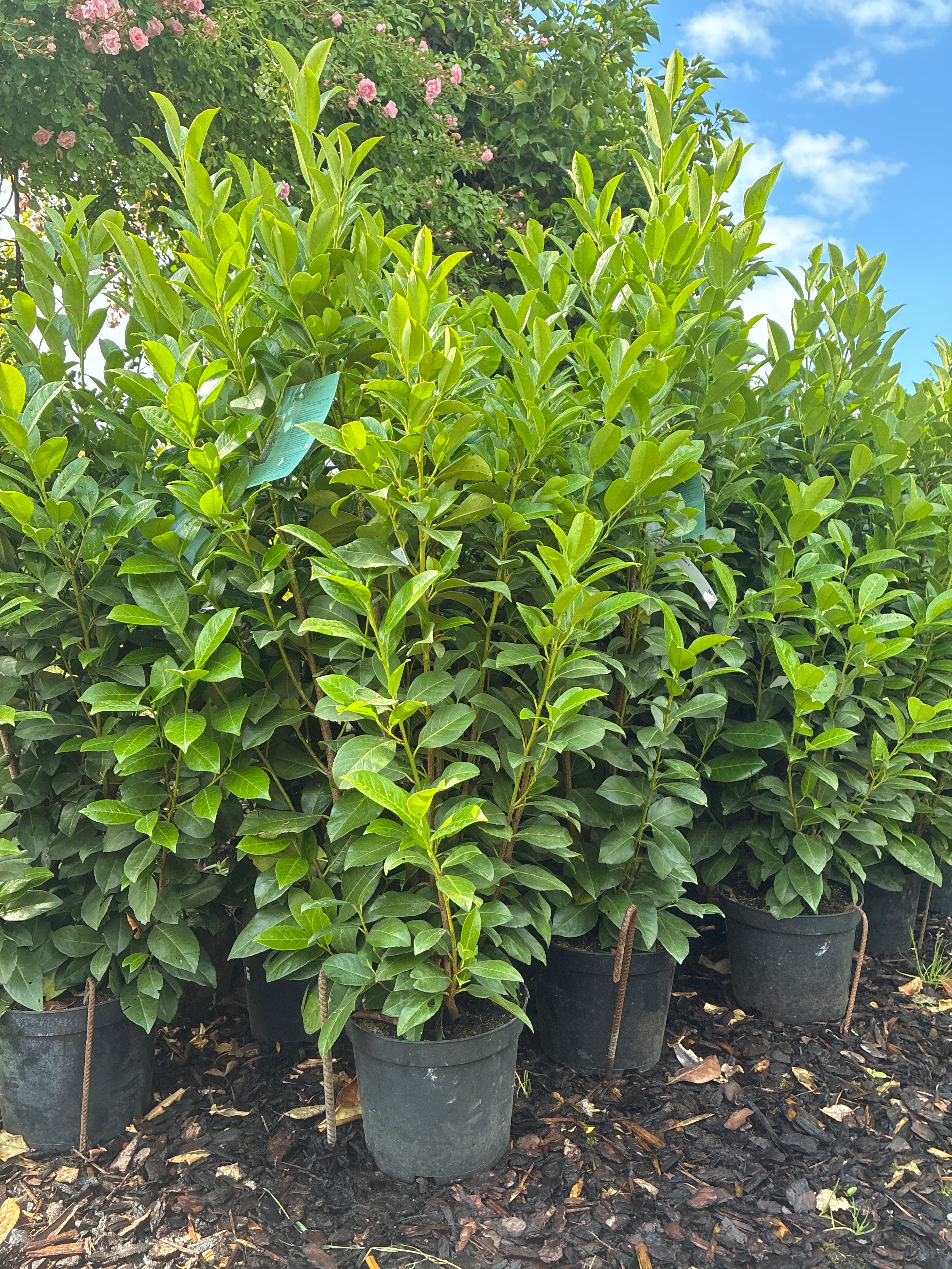 Kirschlorbeer 'Obelisk' / Prunus laurocerasus 'Obelisk'®